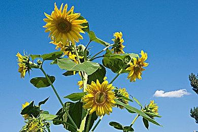 XGP 9月下旬新增游戏公开 《收获日3》领衔